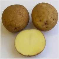 картофель семенной из РБ в Твери