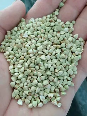buckwheat в Китае 2