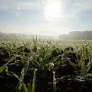 Озимые зерновые в Тверской области под урожай 2022 в хорошем и удовлетворительном состоянии