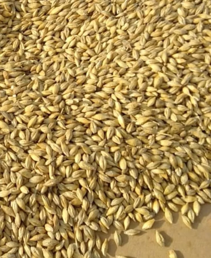Фотография продукта Пшеница ячмень кукуруза овес тверь