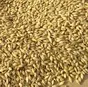 пшеница ячмень кукуруза овес тверь в Твери